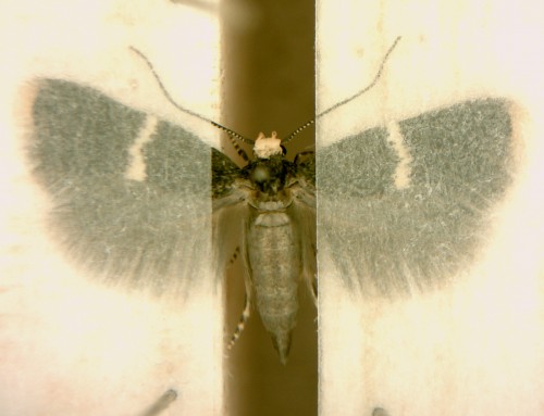 Elachista adscitella