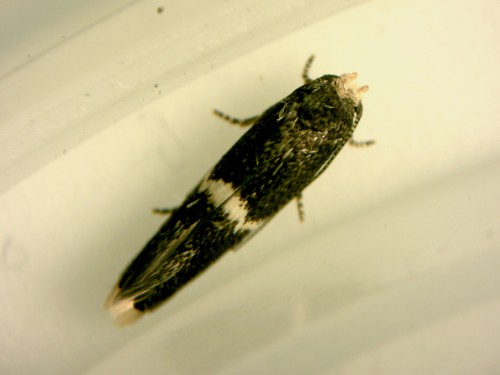 E. adscitella od góry