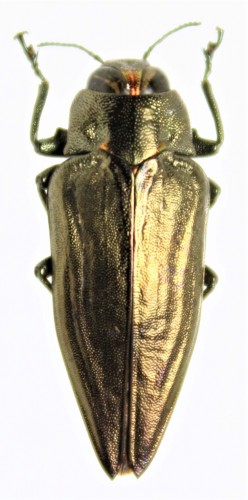 Actenodes acuminipennis,Madagascar