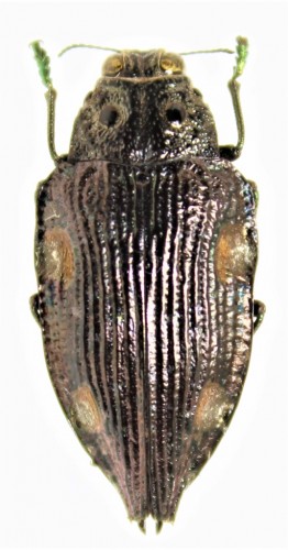 Polybothris colliciata,Sandrangato,Madagascar.JPG