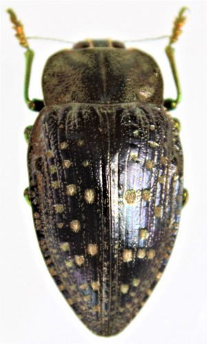 Polybothris quadricollis,Madagascar bis.JPG