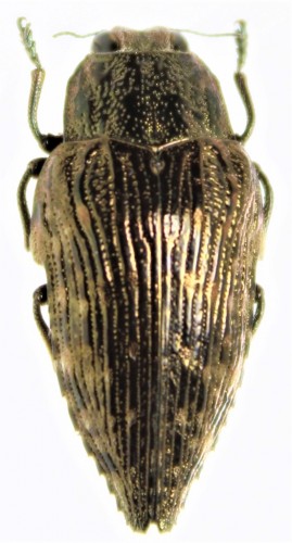 Icarina sp1,Madagascar.JPG