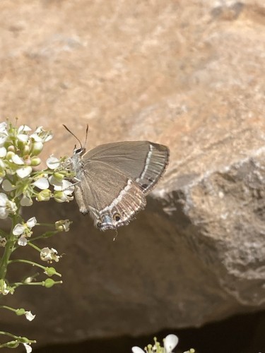 Lycaenidae<br />Persepolis, 15.04.2023