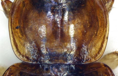 Stenolophus discophorus 2.jpg