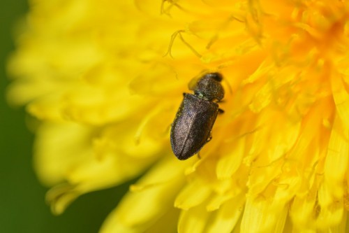 Anthaxia godeti