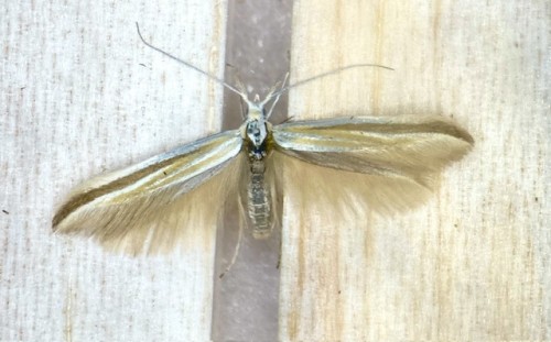 Coleophora sp.