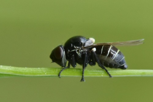 Selachops flavocinctus