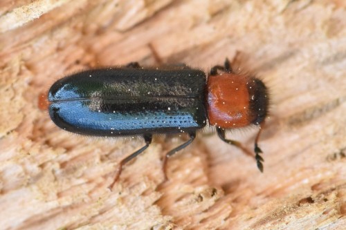 czerwonoksięgowy Dermestoides sanguinicollis