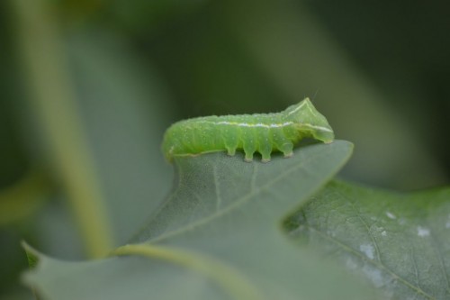 Opłonka stogowica (Amphipyra pyramidea).jpg