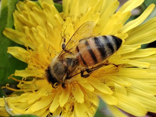 2. Pszczoła Buckfast (Apis mellifera buckfast-hybrid)