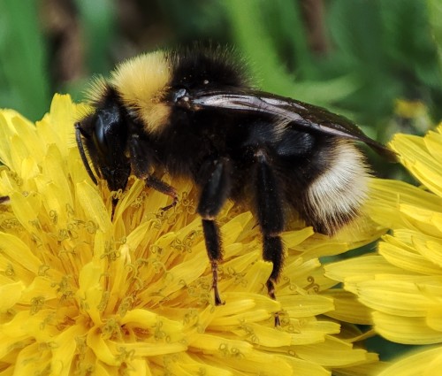 5. Bombus vestalis?