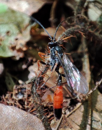 10. Dusona(?) w lesie - nie udało się zrobić wyraźniejszego zdjęcia, obiekt odmawiał współpracy (bez przerwy się przemieszczał)