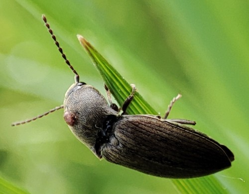 10. Selatosomus gravidus? z roztoczem