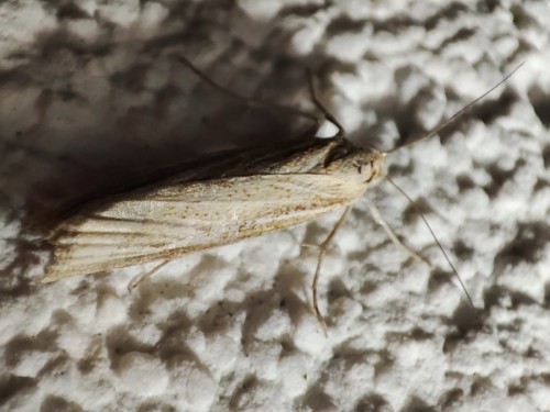 2. Agriphila straminella?