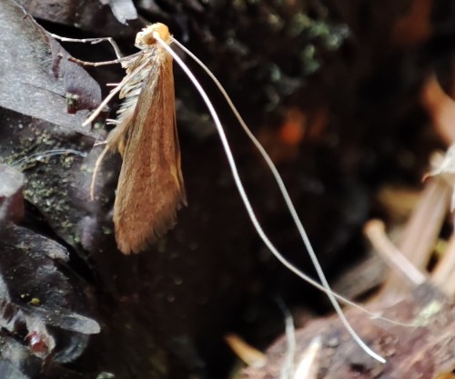 8. Nematopogon swammerdamella