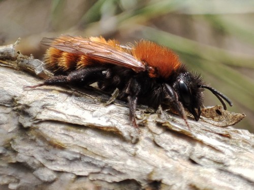 13. Andrena fulva