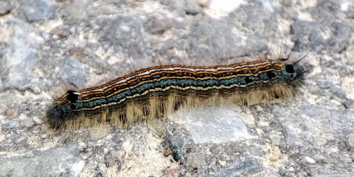 3. Malacosoma neustria