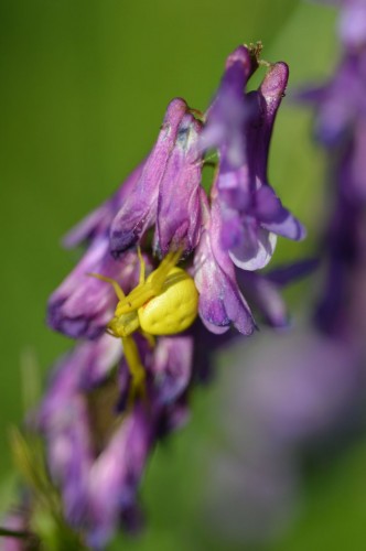 Misumena vatia - potwierdzenie (2).jpg