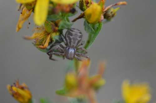 Xysticus ulmi - identyfikacja.jpg