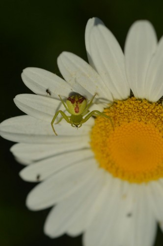 Ebrechtella tricuspidata - identyfikacja.jpg