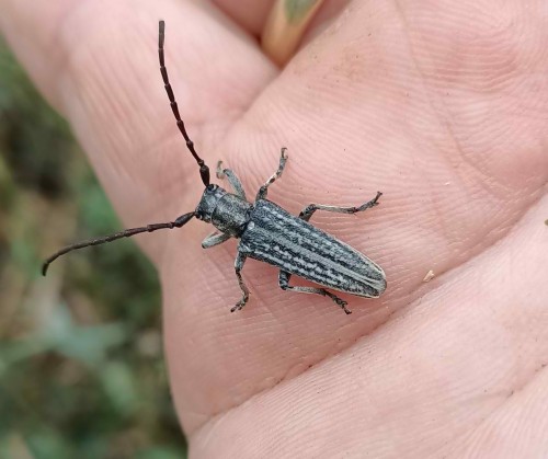 Pteromallosia albolineata.jpg