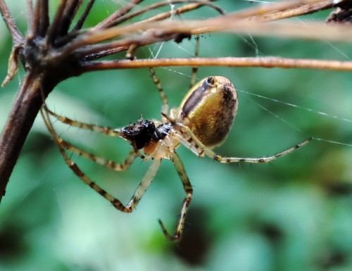 6. Czaik jesienny (Metellina segmentata)