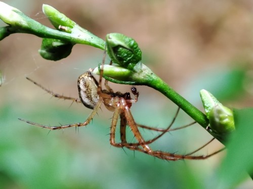 7. Mangora acalypha