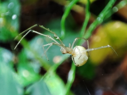 9. Zawijak żółtawy (Enoplognatha ovata)