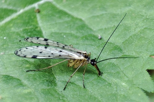 1. Aulops alpina(?) - samica (ew. Panorpa germanica?)