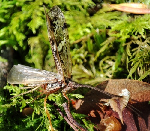 4. Chruścik siedział, z podniesioną pierwszą parą skrzydeł, na mchu w środku lasu. Prawdopodobnie rodzina Limnephilus - bardzo podobny do Limnephilus griseus, drobne różnice we wzorze skrzydeł oraz paskowaniu czułków