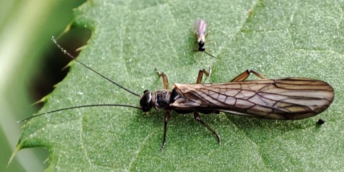 6. Widelnica Perla spp. i jakaś drobna muchówka(?) w tle