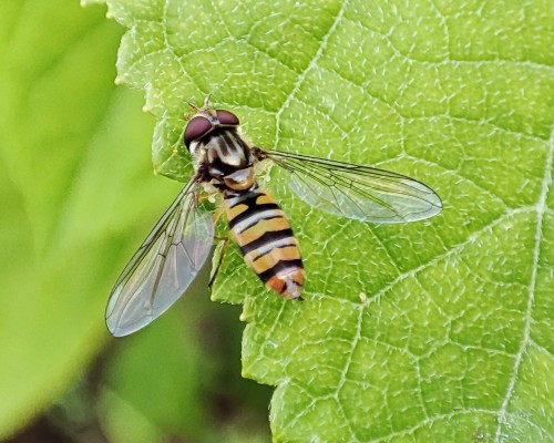 15. Episyrphus balteatus