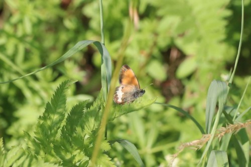 Coenonympha arcania, 24.06.23. Wzgórza po zachodniej stronie Bad Munster. Mnóstwo tych motylków.