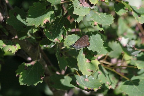 Satyrium pruni 25.06.2023.Las w okolicy Schlangenbad niedaleko Wesbaden,