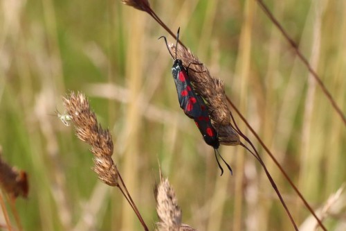 Zygaena filipendulae, 25.06.2023, Wiesbaden, Rabengrund.