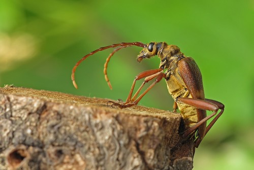 składanie jaj