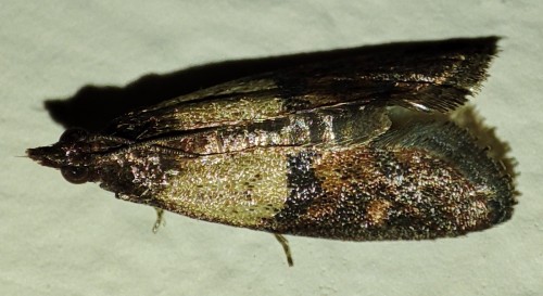 10. Omacnica spichrzanka (Plodia interpunctella)