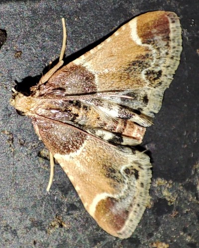 11. Zadarlica spiżarnianka (Pyralis farinalis)