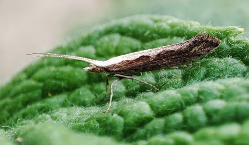 12. Plutella xylostella