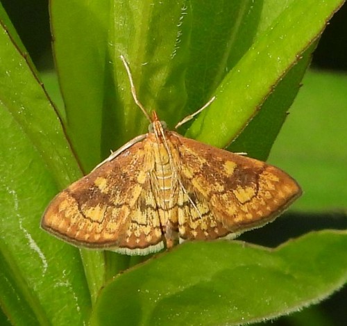 anania verbascalis.JPG