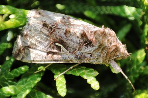 16. Błyszczka jarzynówka (Autographa gamma)