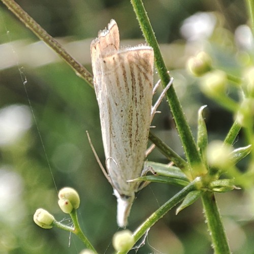 19. Agriphila straminella?