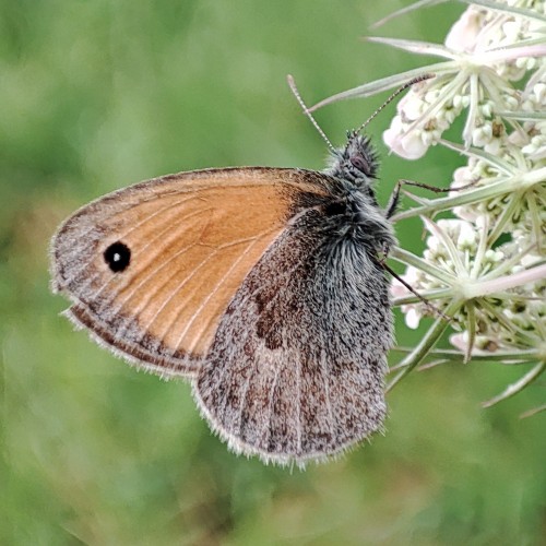 22. Strzępotek ruczajnik (Coenonympha pamphilus)