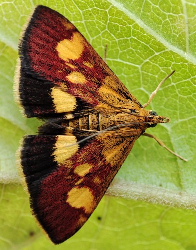 24. Płomienka złotowianka (Pyrausta aurata)