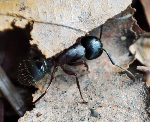 15. Gmachówka pniowa (Camponotus fallax)?