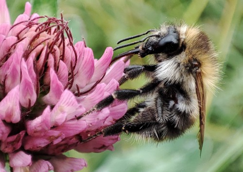 24. Trzmiel rudy (Bombus pascuorum)