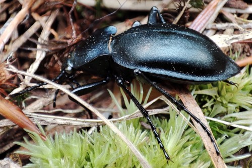 24. Biegacz gładki (Carabus glabratus)