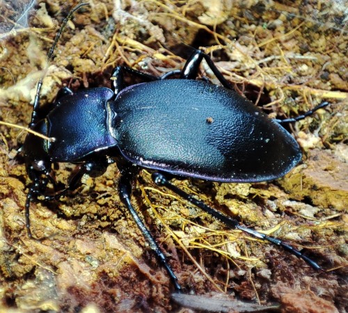 25. Biegacz fioletowy (Carabus violaceus)