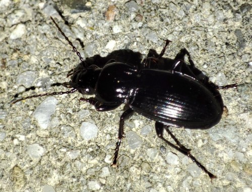 27. Szykoń ciemny (Pterostichus melanarius)? – było już dość ciemno, zdjęcie z fleszem wyszło niezbyt dobrze :/