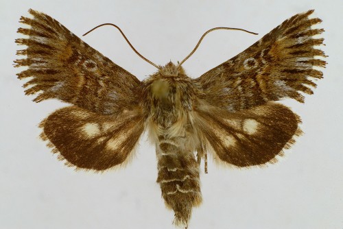 Omphalophana antirrhinii